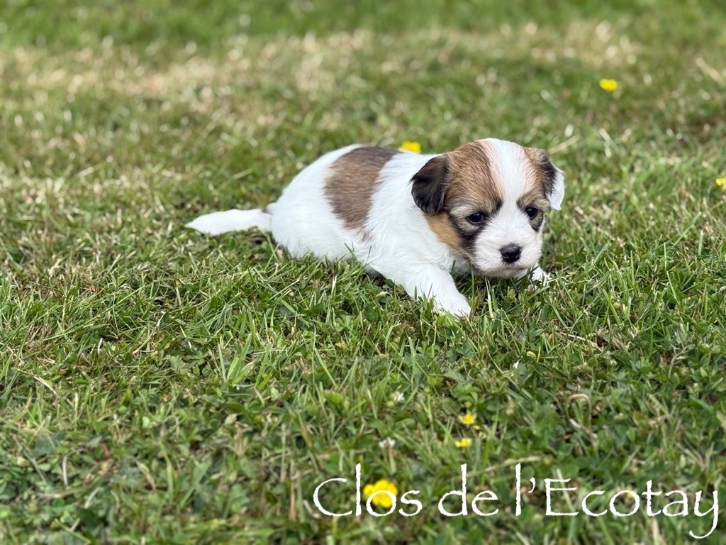 Du Clos De L'Ecotay - Chiots disponibles - Coton de Tulear