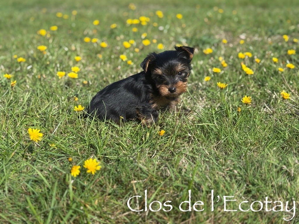 Du Clos De L'Ecotay - Chiots disponibles - Yorkshire Terrier