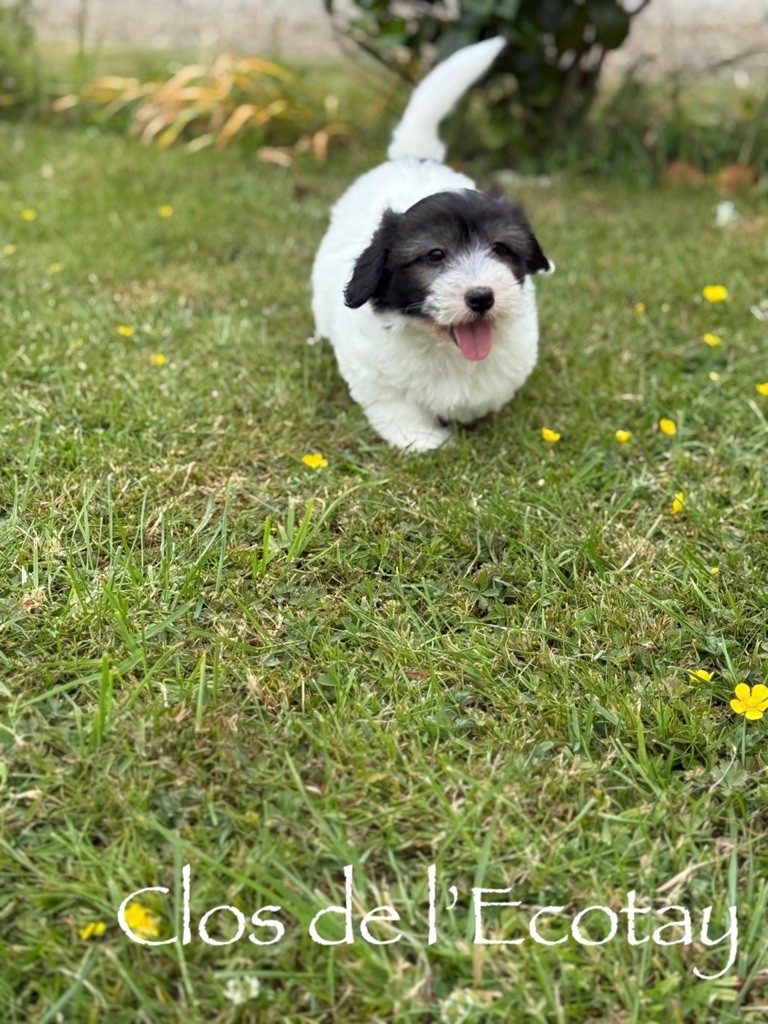 Du Clos De L'Ecotay - Chiots disponibles - Coton de Tulear