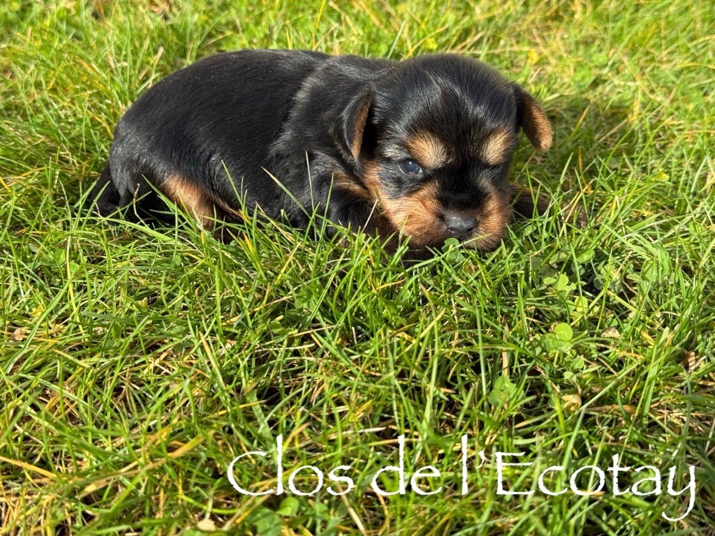 Du Clos De L'Ecotay - Chiots disponibles - Yorkshire Terrier