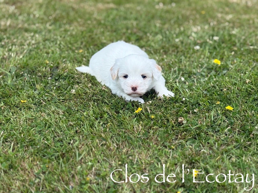 Du Clos De L'Ecotay - Chiots disponibles - Coton de Tulear