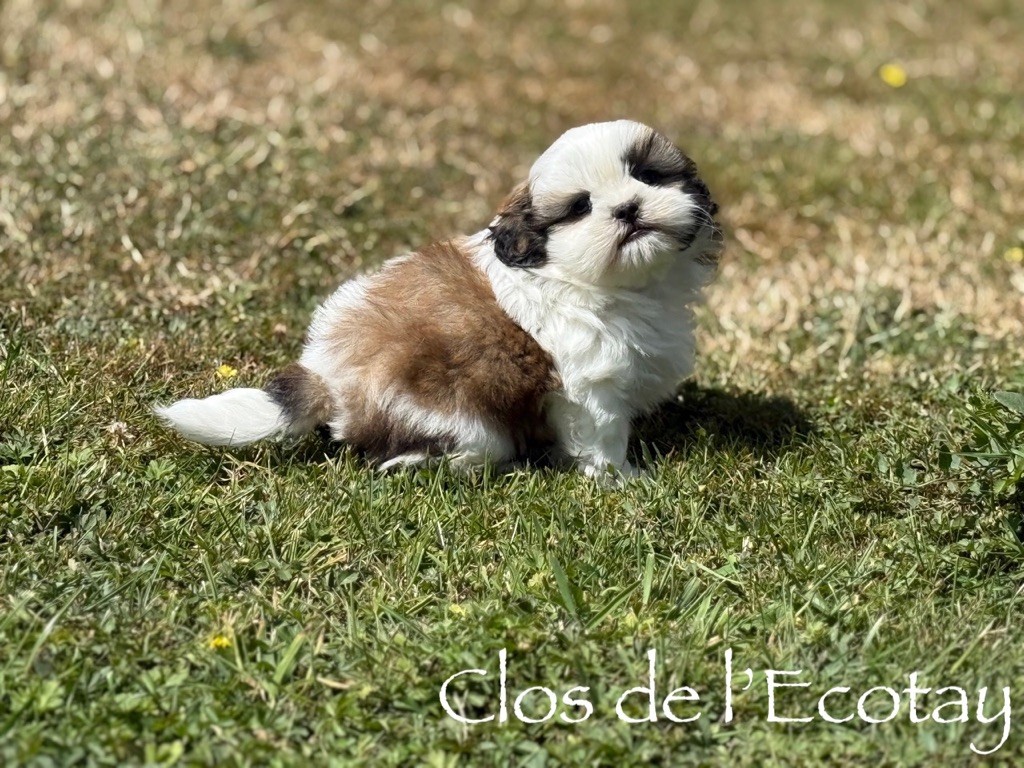 Du Clos De L'Ecotay - Chiots disponibles - Shih Tzu