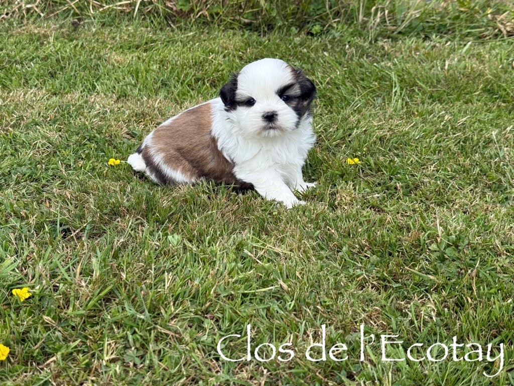 Du Clos De L'Ecotay - Chiots disponibles - Shih Tzu
