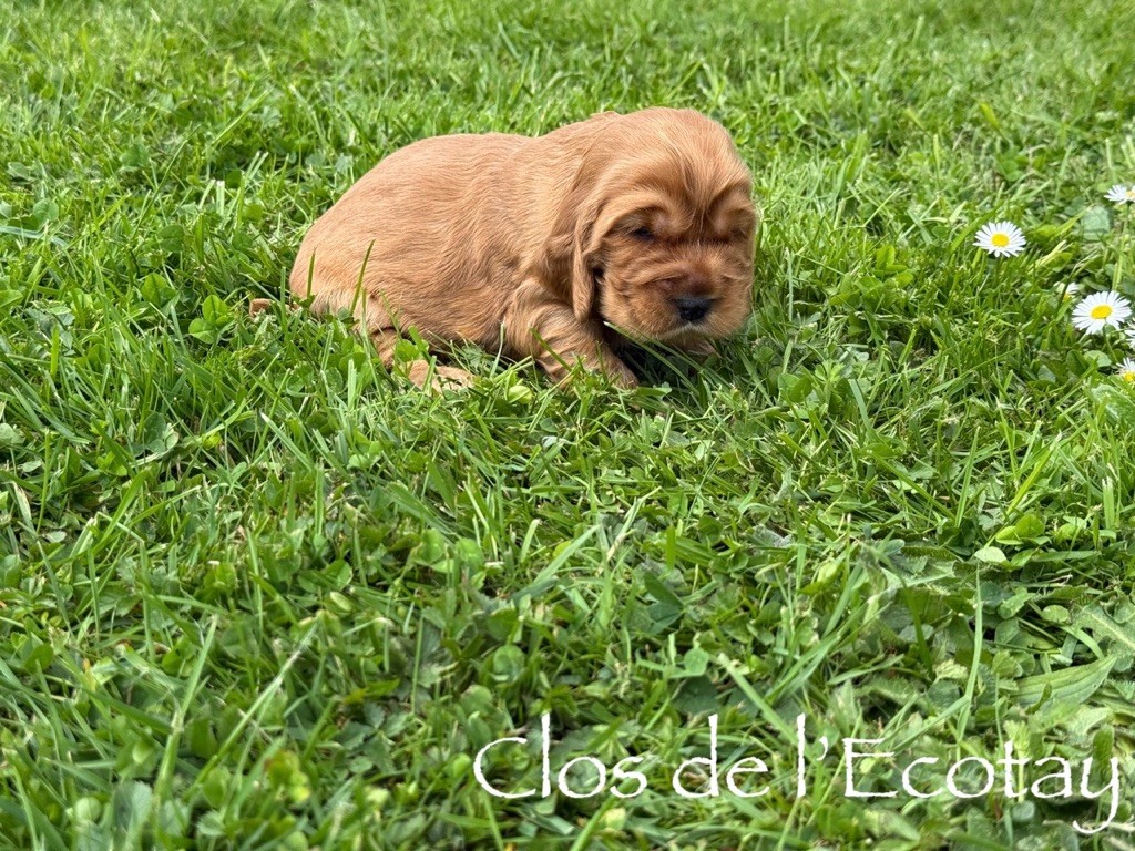 Du Clos De L'Ecotay - Chiots disponibles - Cocker Spaniel Anglais