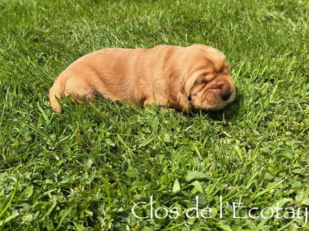 Du Clos De L'Ecotay - Chiots disponibles - Cocker Spaniel Anglais