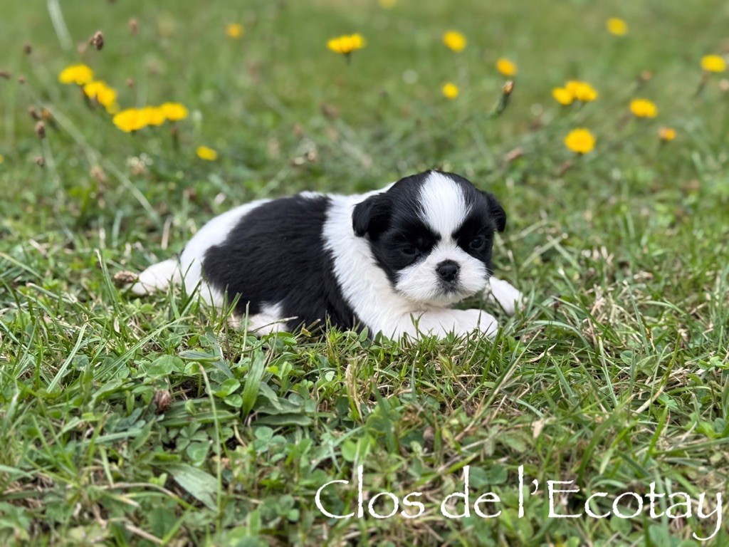 Du Clos De L'Ecotay - Chiots disponibles - Shih Tzu