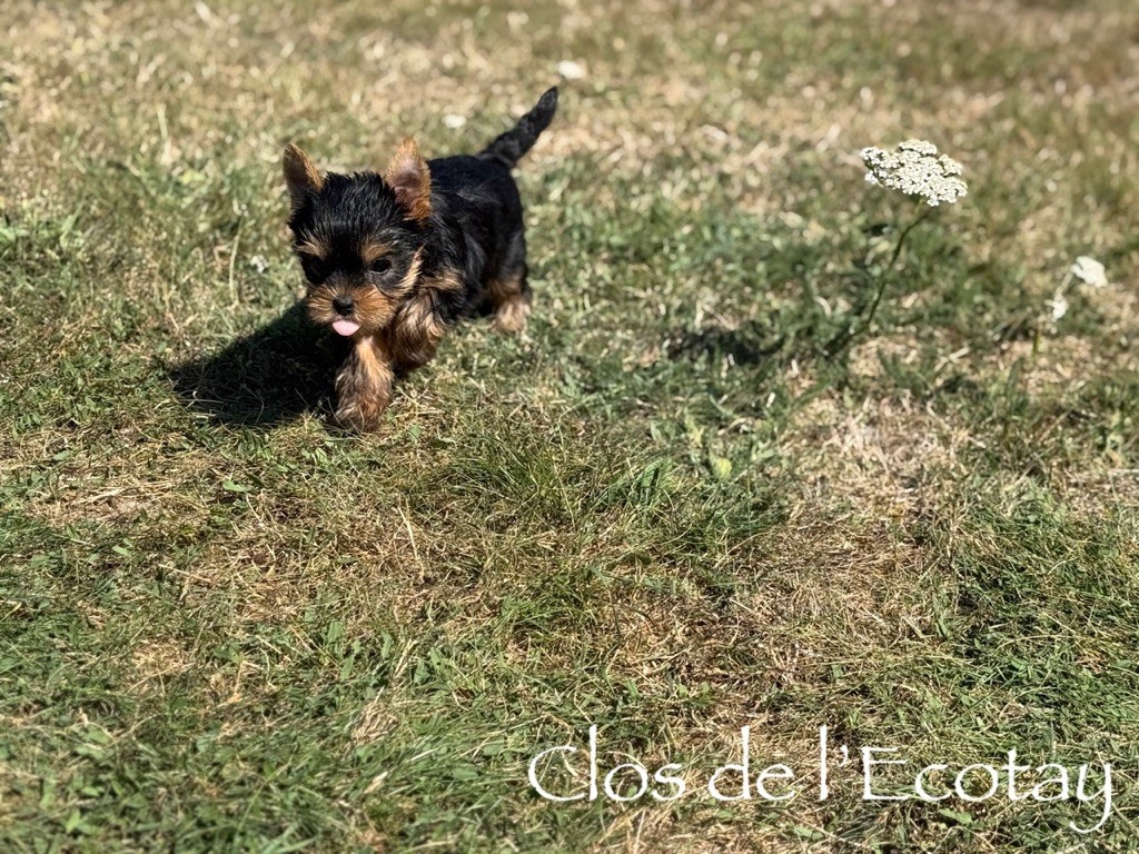 Du Clos De L'Ecotay - Chiots disponibles - Yorkshire Terrier
