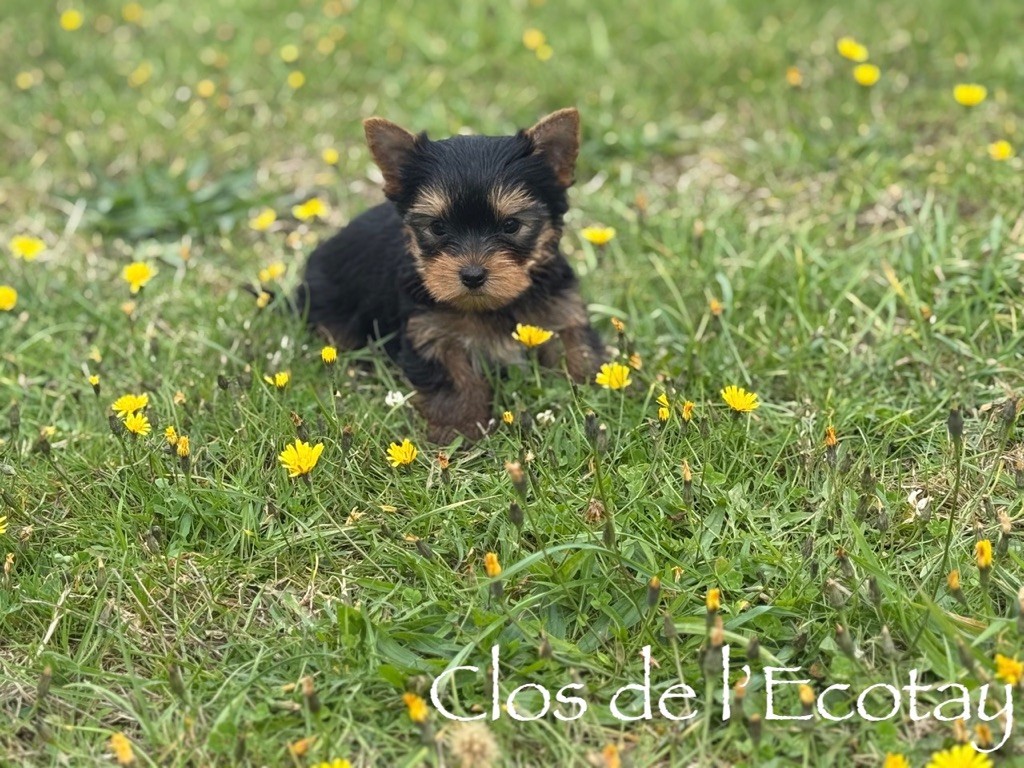 Du Clos De L'Ecotay - Chiots disponibles - Yorkshire Terrier