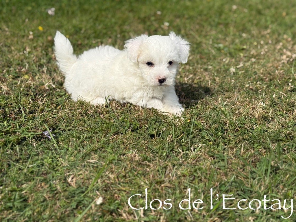 Du Clos De L'Ecotay - Chiots disponibles - Coton de Tulear