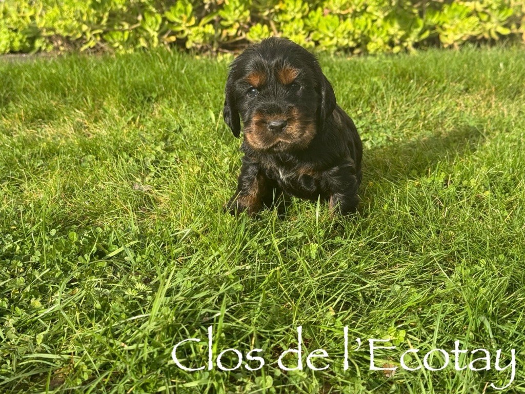 Du Clos De L'Ecotay - Chiots disponibles - Cocker Spaniel Anglais