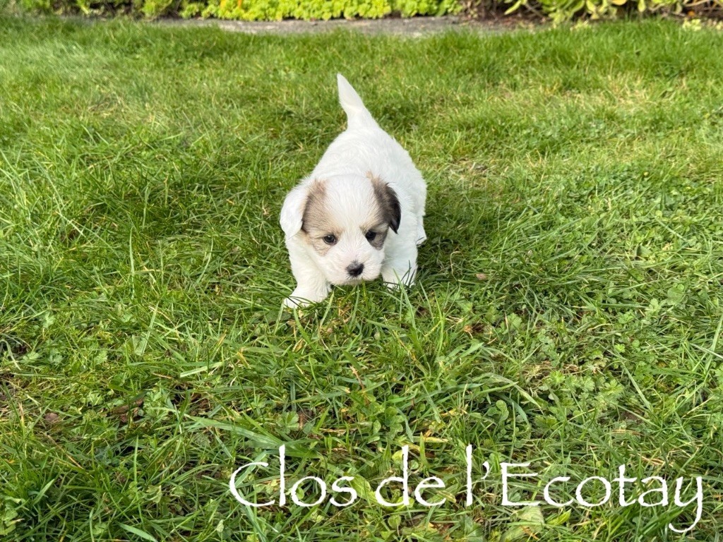 Du Clos De L'Ecotay - Chiots disponibles - Coton de Tulear