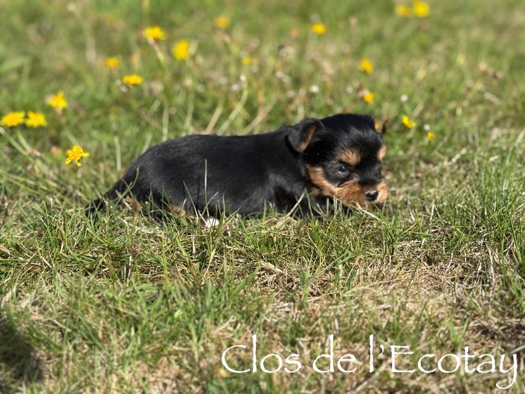 Du Clos De L'Ecotay - Chiots disponibles - Yorkshire Terrier