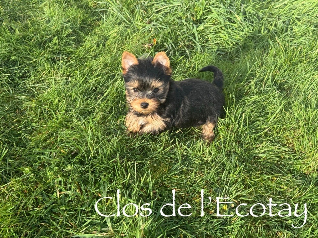 Du Clos De L'Ecotay - Chiots disponibles - Yorkshire Terrier