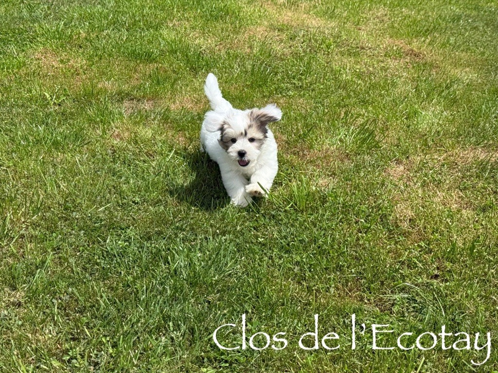 Du Clos De L'Ecotay - Coton de Tulear - Portée née le 05/06/2025