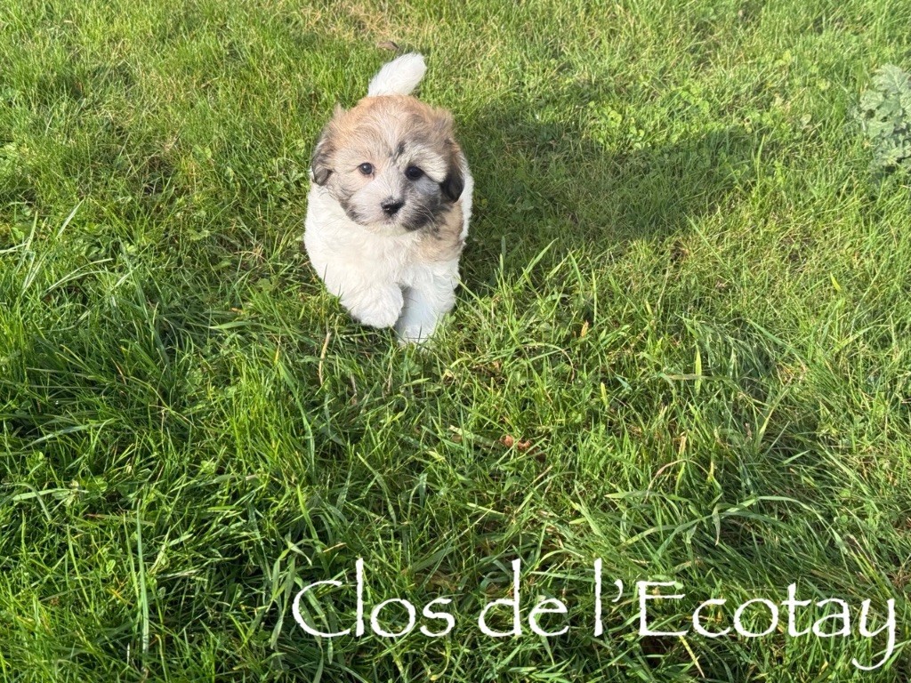 Du Clos De L'Ecotay - Chiots disponibles - Coton de Tulear