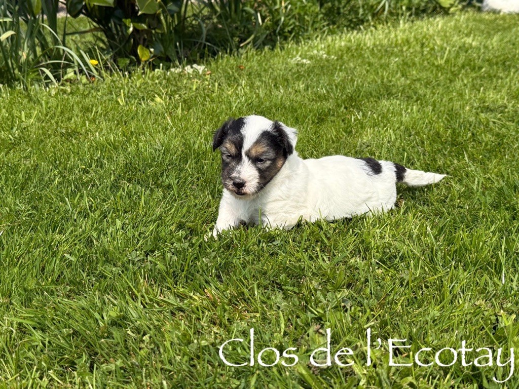 Du Clos De L'Ecotay - Chiots disponibles - Coton de Tulear