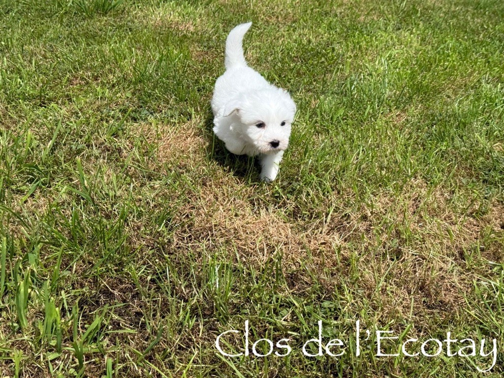 Du Clos De L'Ecotay - Coton de Tulear - Portée née le 13/06/2025