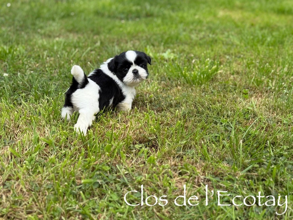 Du Clos De L'Ecotay - Shih Tzu - Portée née le 27/06/2025
