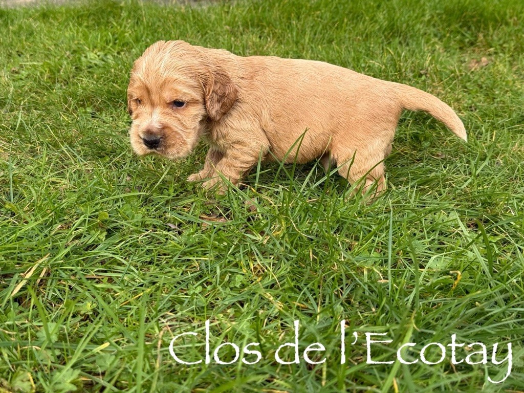 Du Clos De L'Ecotay - Chiots disponibles - Cocker Spaniel Anglais