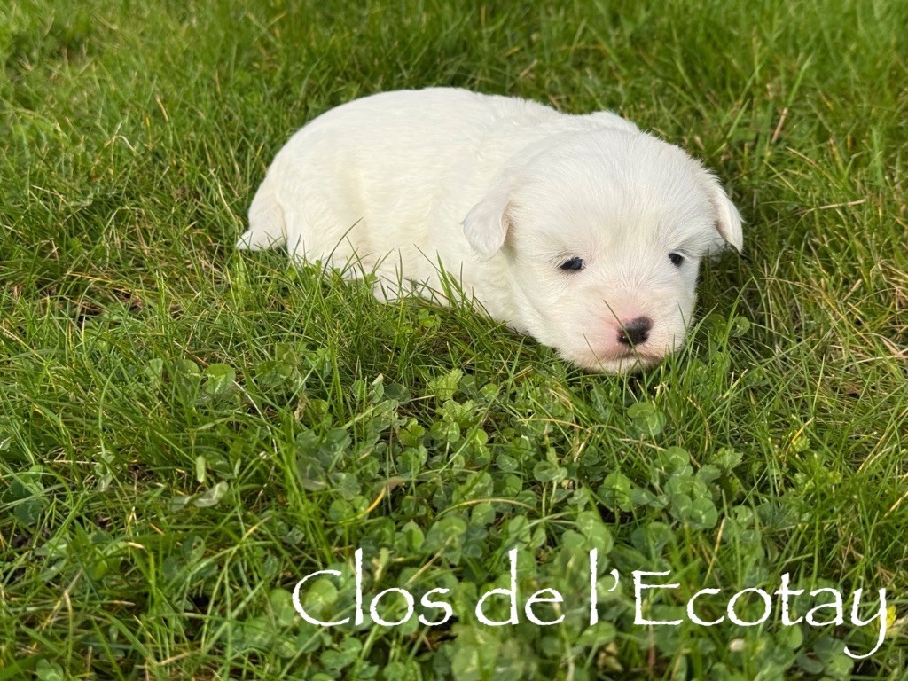 Du Clos De L'Ecotay - Chiots disponibles - Coton de Tulear