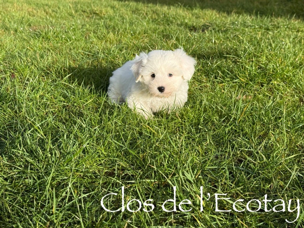 Du Clos De L'Ecotay - Coton de Tulear - Portée née le 21/11/2025