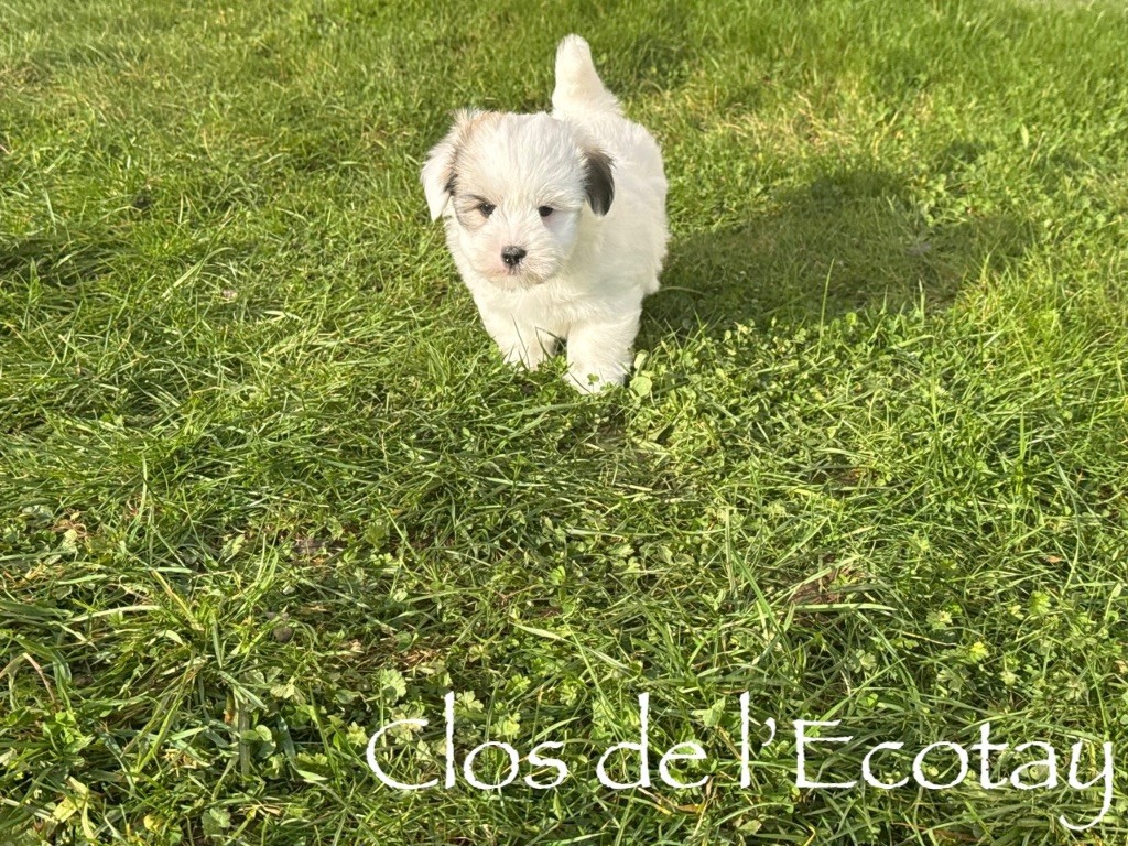 Du Clos De L'Ecotay - Chiots disponibles - Coton de Tulear