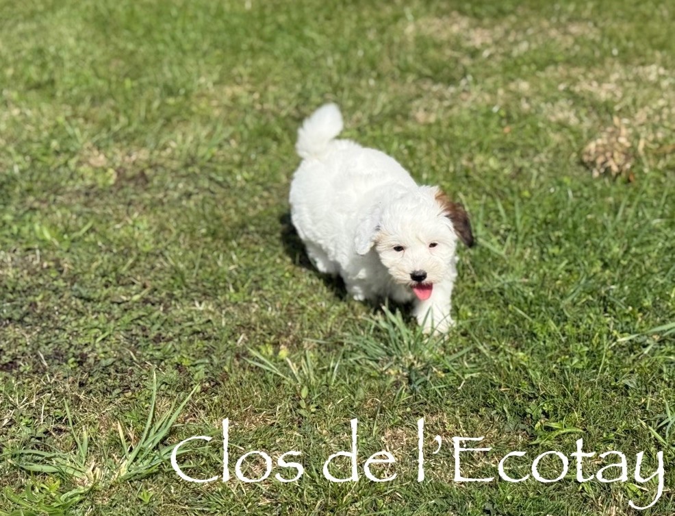 Du Clos De L'Ecotay - Chiots disponibles - Coton de Tulear