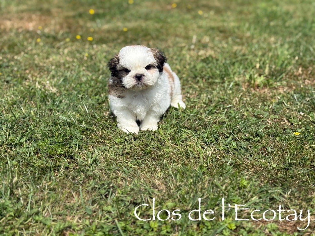 Du Clos De L'Ecotay - Chiots disponibles - Shih Tzu