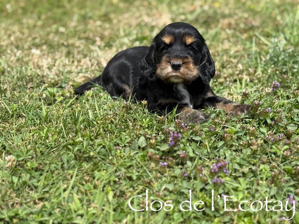 Du Clos De L'Ecotay - Chiots disponibles - Cocker Spaniel Anglais