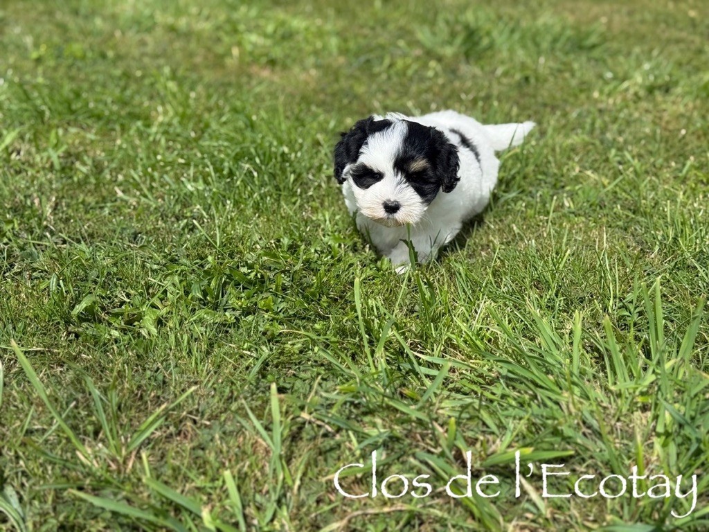Du Clos De L'Ecotay - Coton de Tulear - Portée née le 22/07/2025