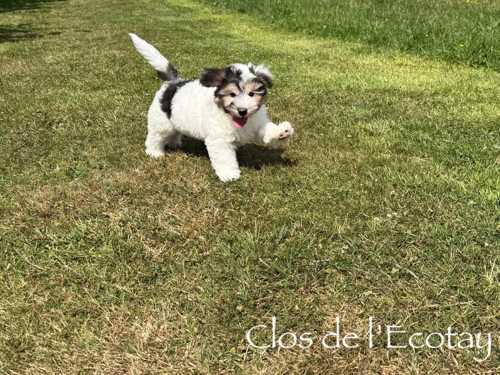 Du Clos De L'Ecotay - Chiots disponibles - Coton de Tulear