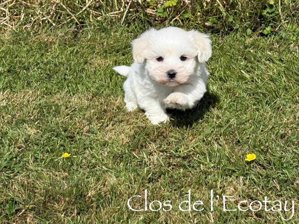 Du Clos De L'Ecotay - Chiots disponibles - Coton de Tulear
