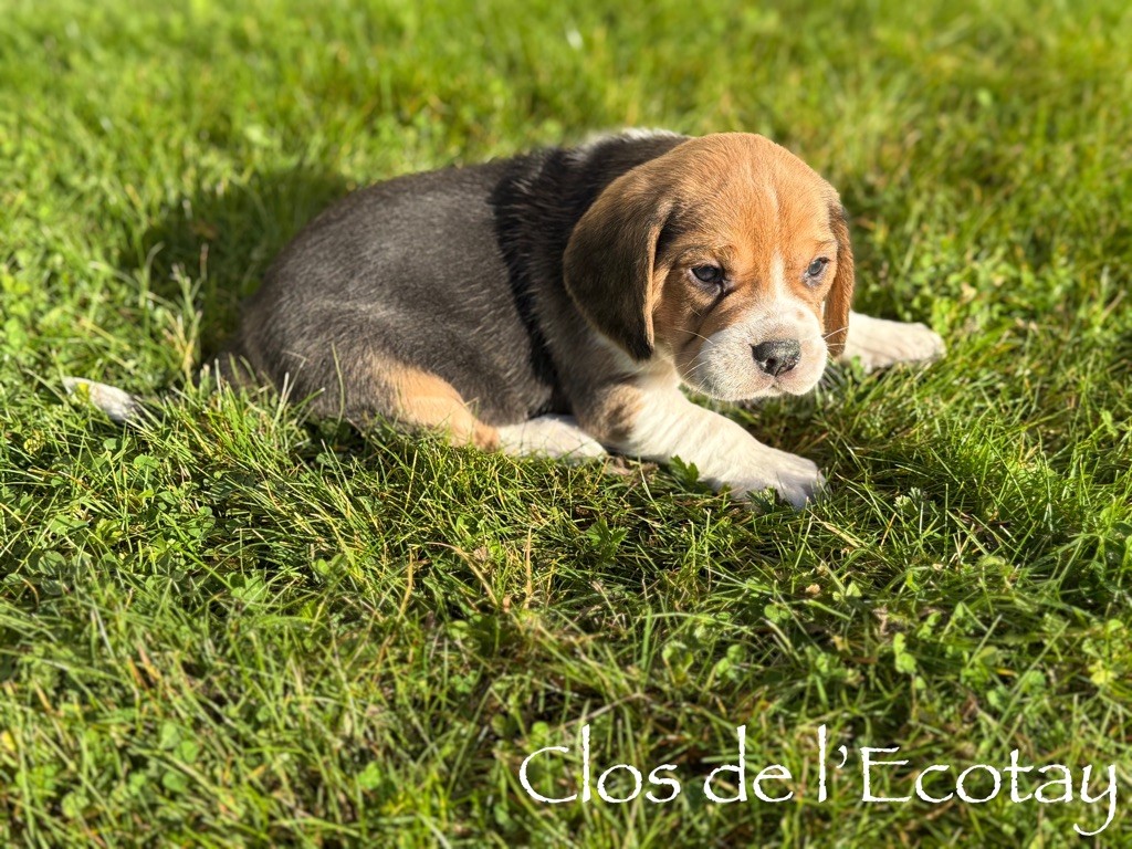 Du Clos De L'Ecotay - Beagle - Portée née le 31/10/2025