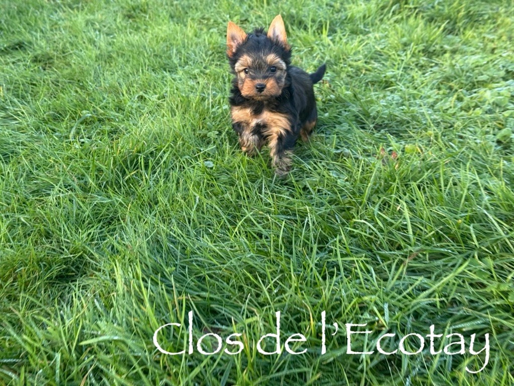 Du Clos De L'Ecotay - Chiots disponibles - Yorkshire Terrier