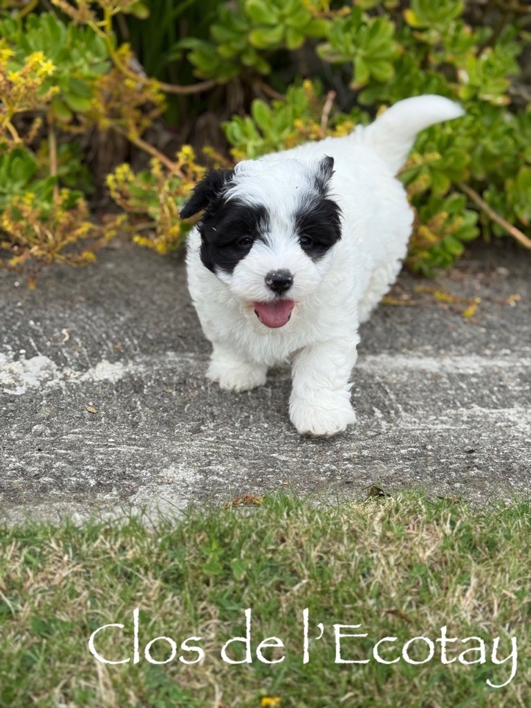 Du Clos De L'Ecotay - Chiots disponibles - Coton de Tulear