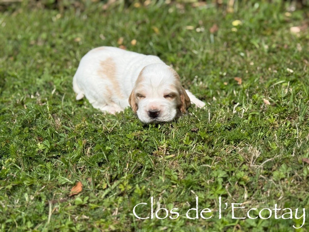 Du Clos De L'Ecotay - Chiots disponibles - Cocker Spaniel Anglais