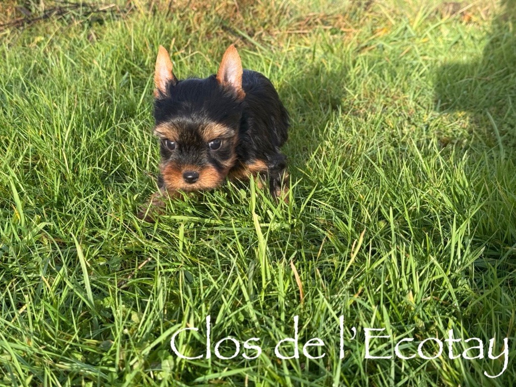 Du Clos De L'Ecotay - Chiots disponibles - Yorkshire Terrier