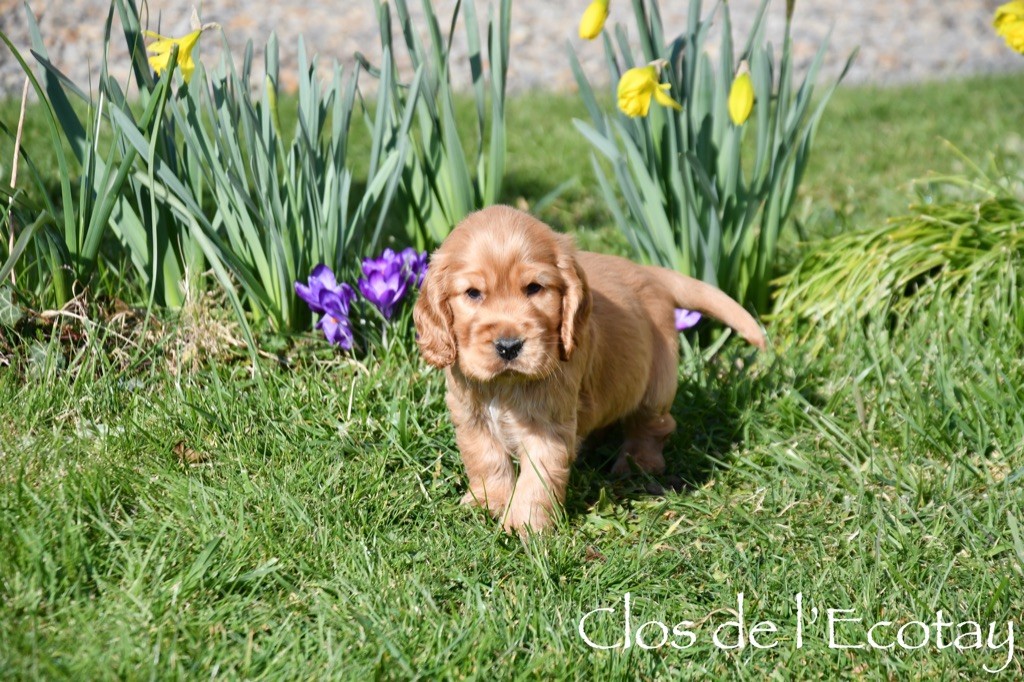 Du Clos De L'Ecotay - Cocker Spaniel Anglais - Portée née le 17/01/2025