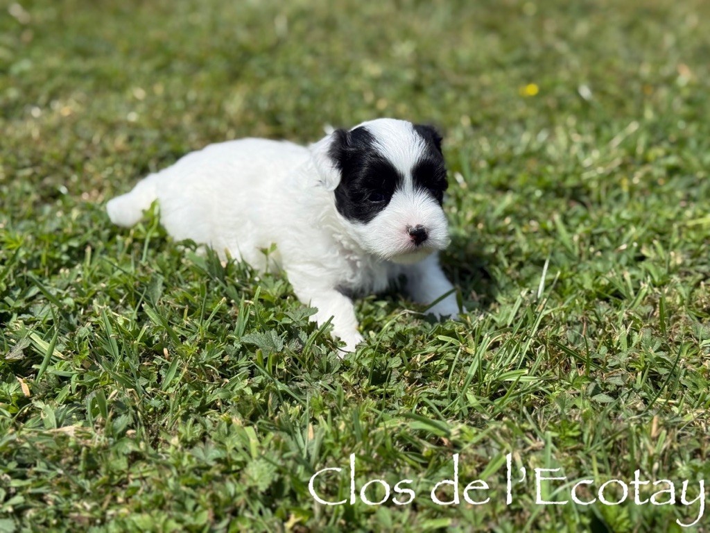 Du Clos De L'Ecotay - Chiots disponibles - Coton de Tulear