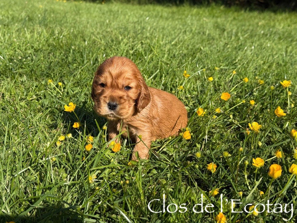 Du Clos De L'Ecotay - Chiots disponibles - Cocker Spaniel Anglais