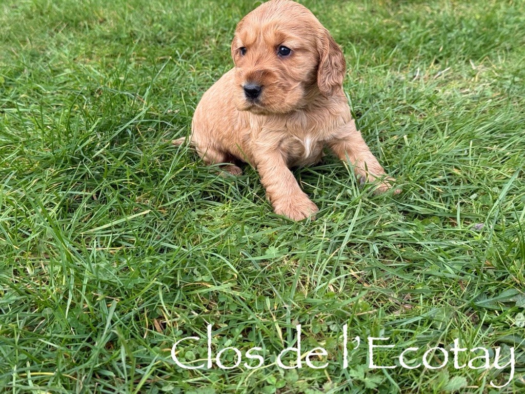 Du Clos De L'Ecotay - Chiots disponibles - Cocker Spaniel Anglais