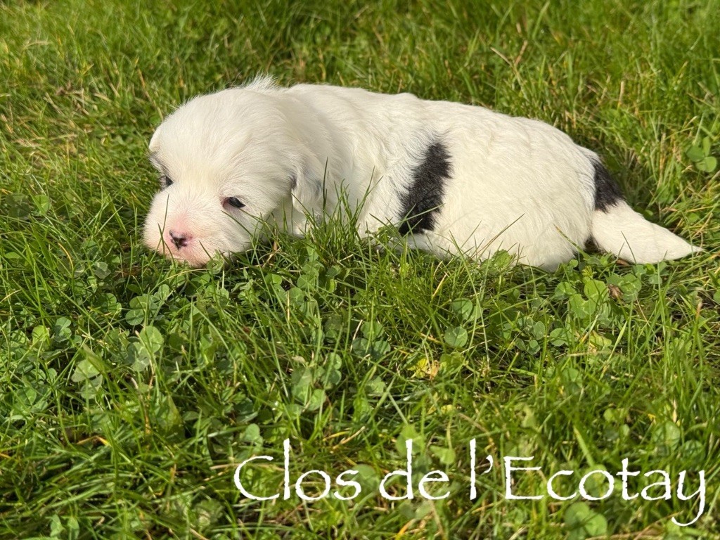 Du Clos De L'Ecotay - Chiots disponibles - Coton de Tulear