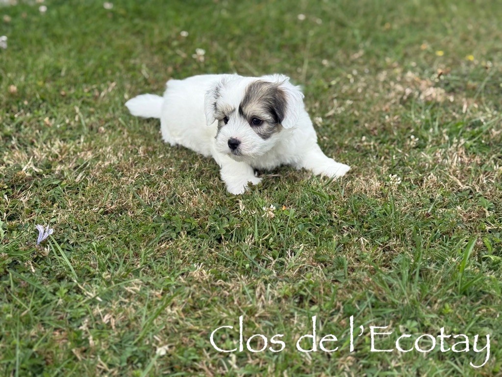 Du Clos De L'Ecotay - Chiots disponibles - Coton de Tulear
