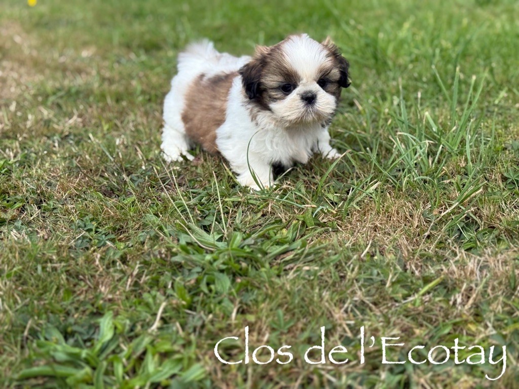 Du Clos De L'Ecotay - Shih Tzu - Portée née le 22/07/2025