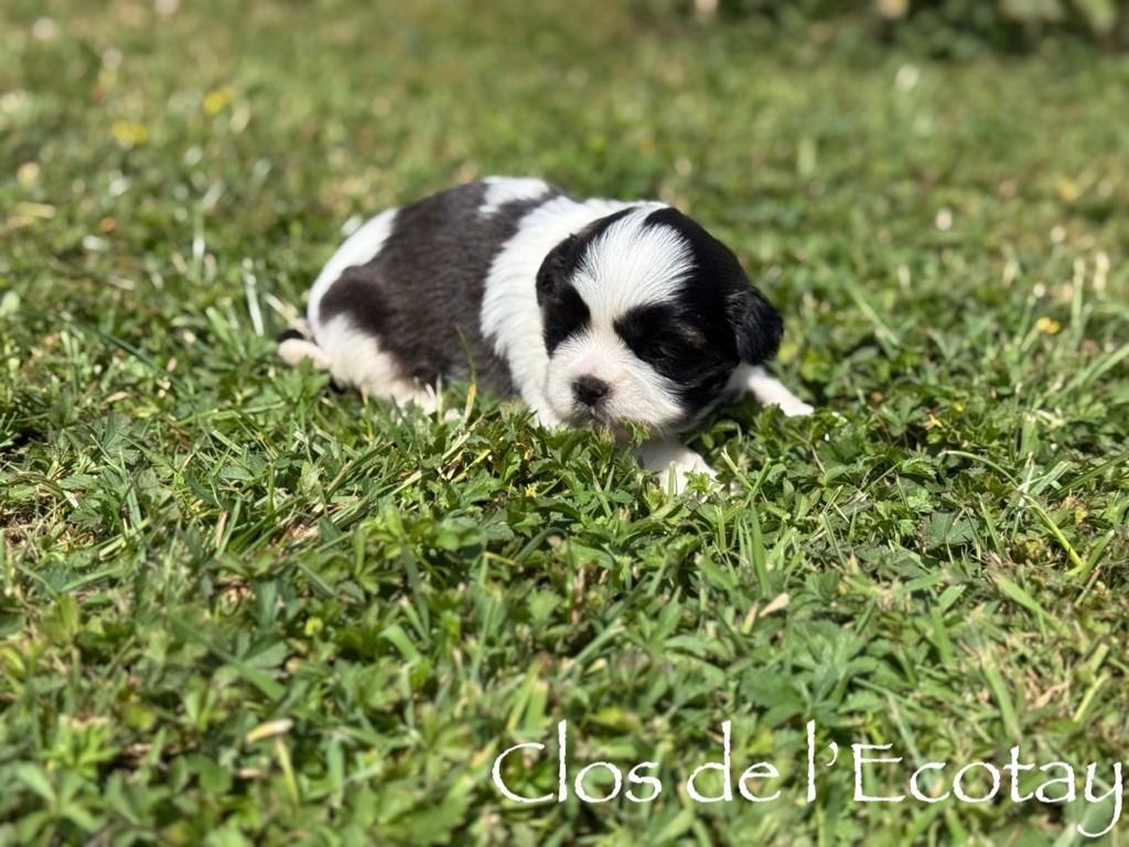 Du Clos De L'Ecotay - Chiots disponibles - Shih Tzu