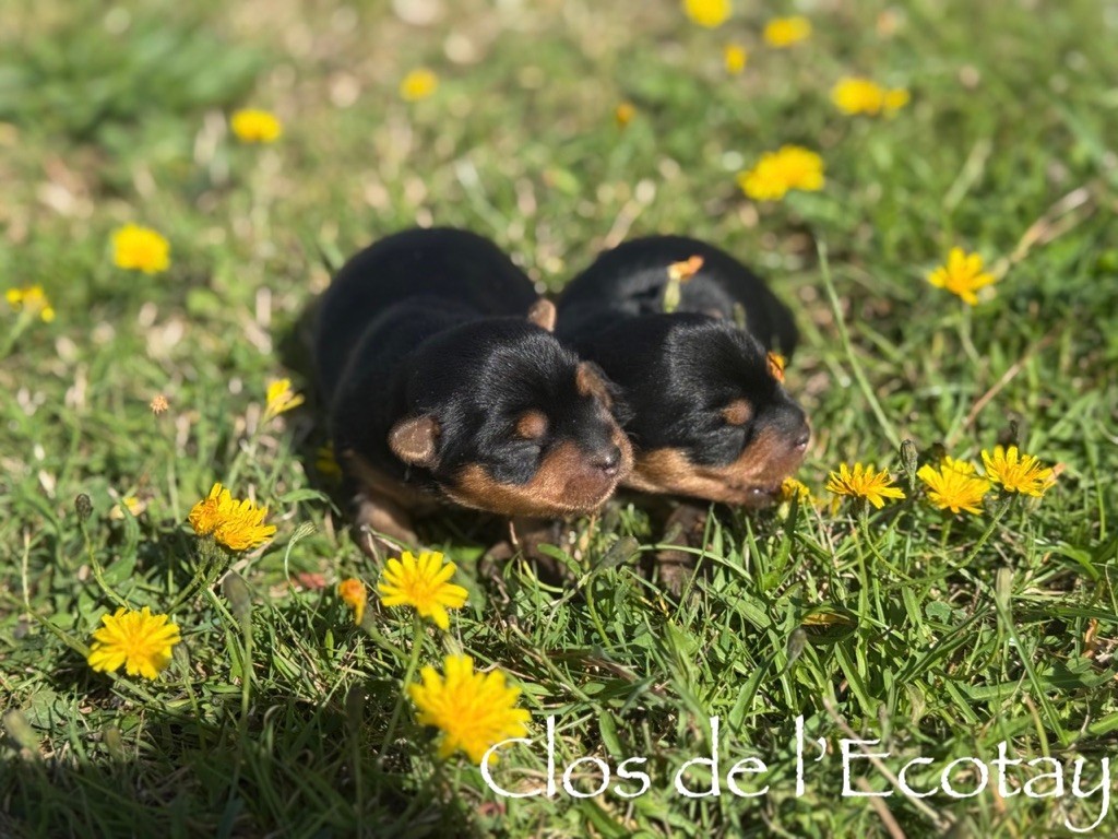 Du Clos De L'Ecotay - Chiots disponibles - Yorkshire Terrier