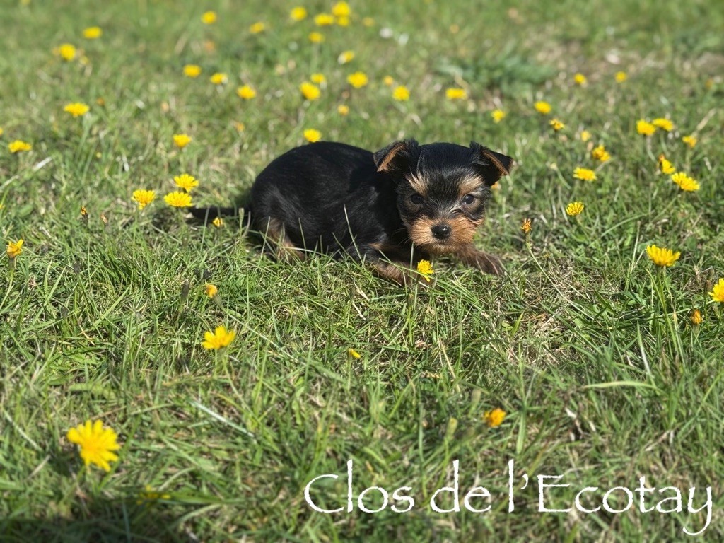 Du Clos De L'Ecotay - Chiots disponibles - Yorkshire Terrier