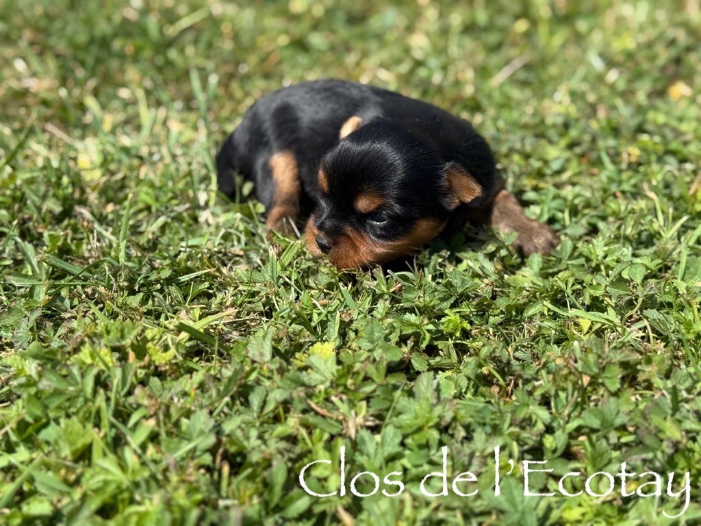 Du Clos De L'Ecotay - Chiots disponibles - Yorkshire Terrier