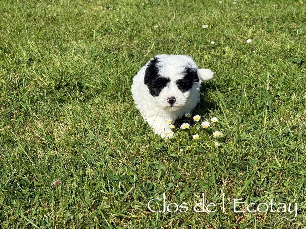 Du Clos De L'Ecotay - Chiots disponibles - Coton de Tulear