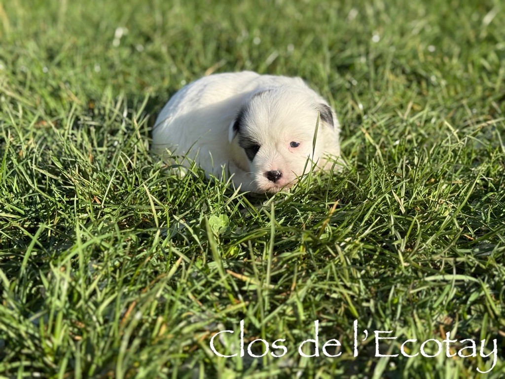 Du Clos De L'Ecotay - Chiots disponibles - Coton de Tulear
